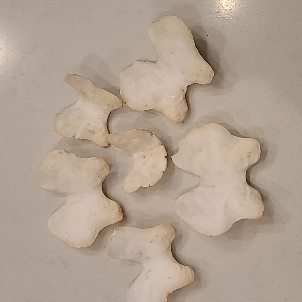 Butterfly 🦋 Shaped Craft Shells